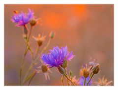 Sommer- Abend- Farben...