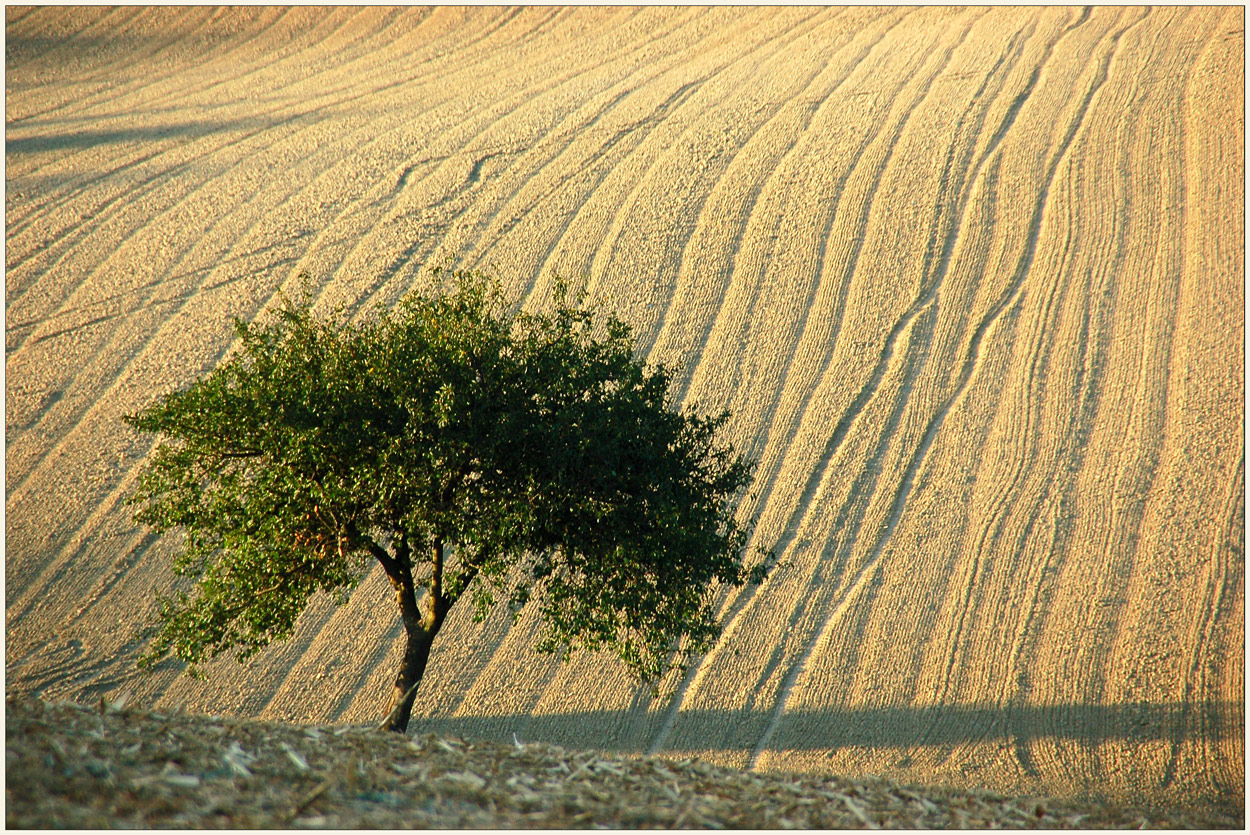 Sommer - Abend - Sonne