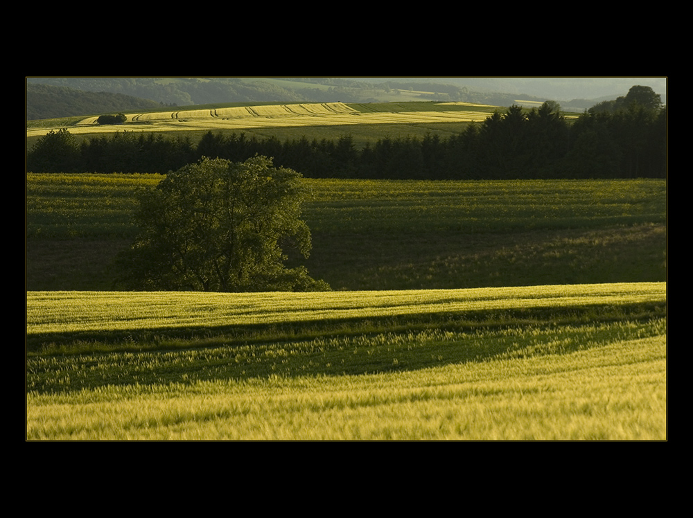 Sommer- Abendlicht im Weserbergland...