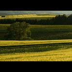 Sommer- Abendlicht im Weserbergland...