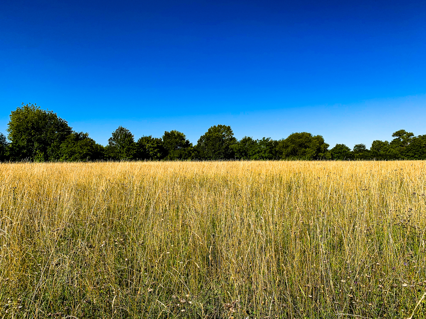 Sommer