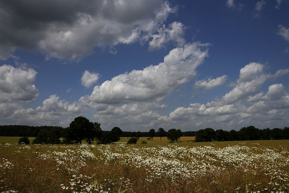 Sommer