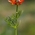 Sommer-Adonisröschen (Adonis aestivalis) 1903