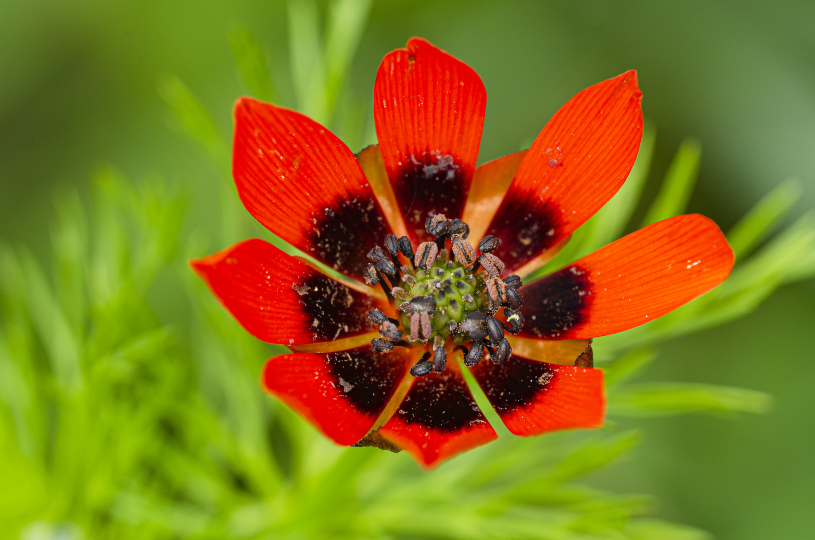 Sommer-Adonisröschen (Adonis aestivalis)