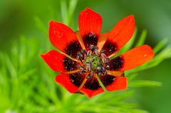 Sommer-Adonisröschen (Adonis aestivalis)