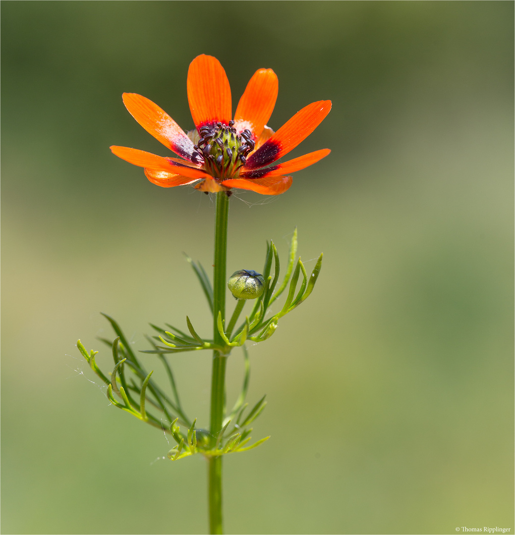 Sommer-Adonisröschen (Adonis aestivalis).