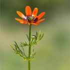 Sommer-Adonisröschen (Adonis aestivalis).