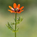 Sommer-Adonisröschen (Adonis aestivalis).