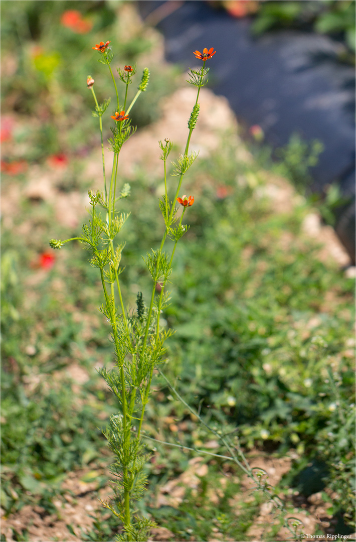 Sommer-Adonisröschen (Adonis aestivalis)