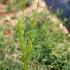 Sommer-Adonisröschen (Adonis aestivalis)