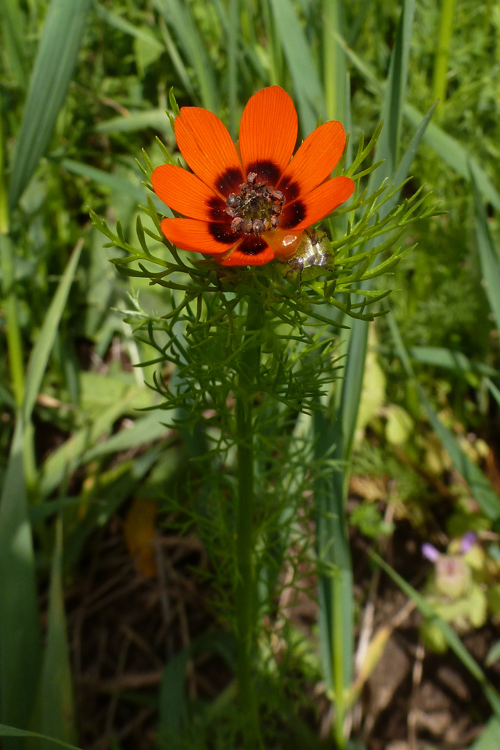 Sommer-Adonisröschen (Adonis aestivalis)