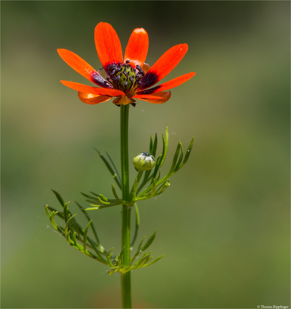 Sommer-Adonisröschen (Adonis aestivalis)