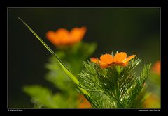 Sommer-Adonisröschen • Ostalbkreis, Baden-Württemberg, Deutschland (71-22311)