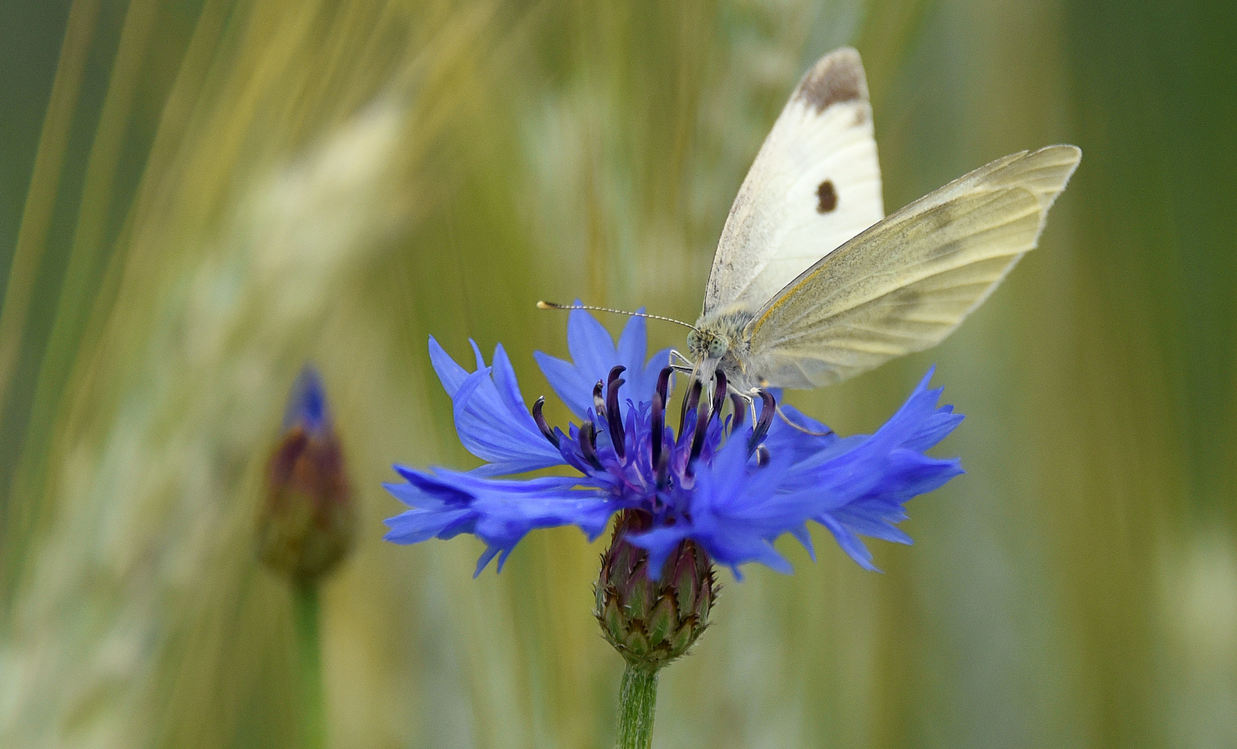 Sommer Foto & Bild tiere, wildlife, jahreszeiten Bilder auf