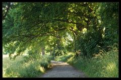 Sommer-Allee