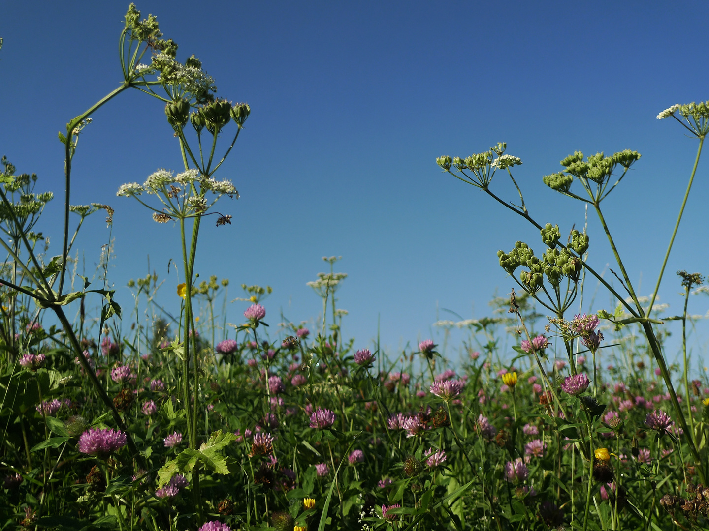 Sommer Alpenwiese