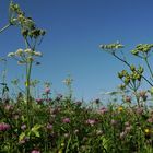 Sommer Alpenwiese