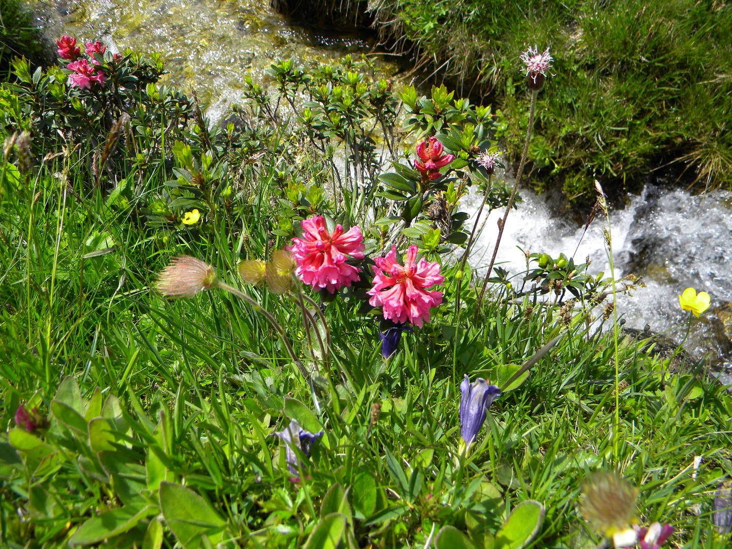 Sommer am Aletschgletscher