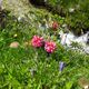 Sommer am Aletschgletscher