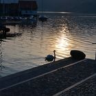 Sommer am Alpsee bei Immenstadt