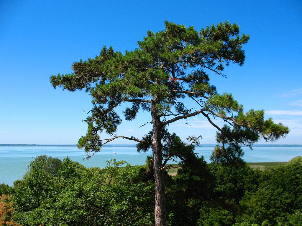 Sommer am Balaton