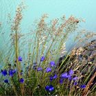 Sommer am Bergsee