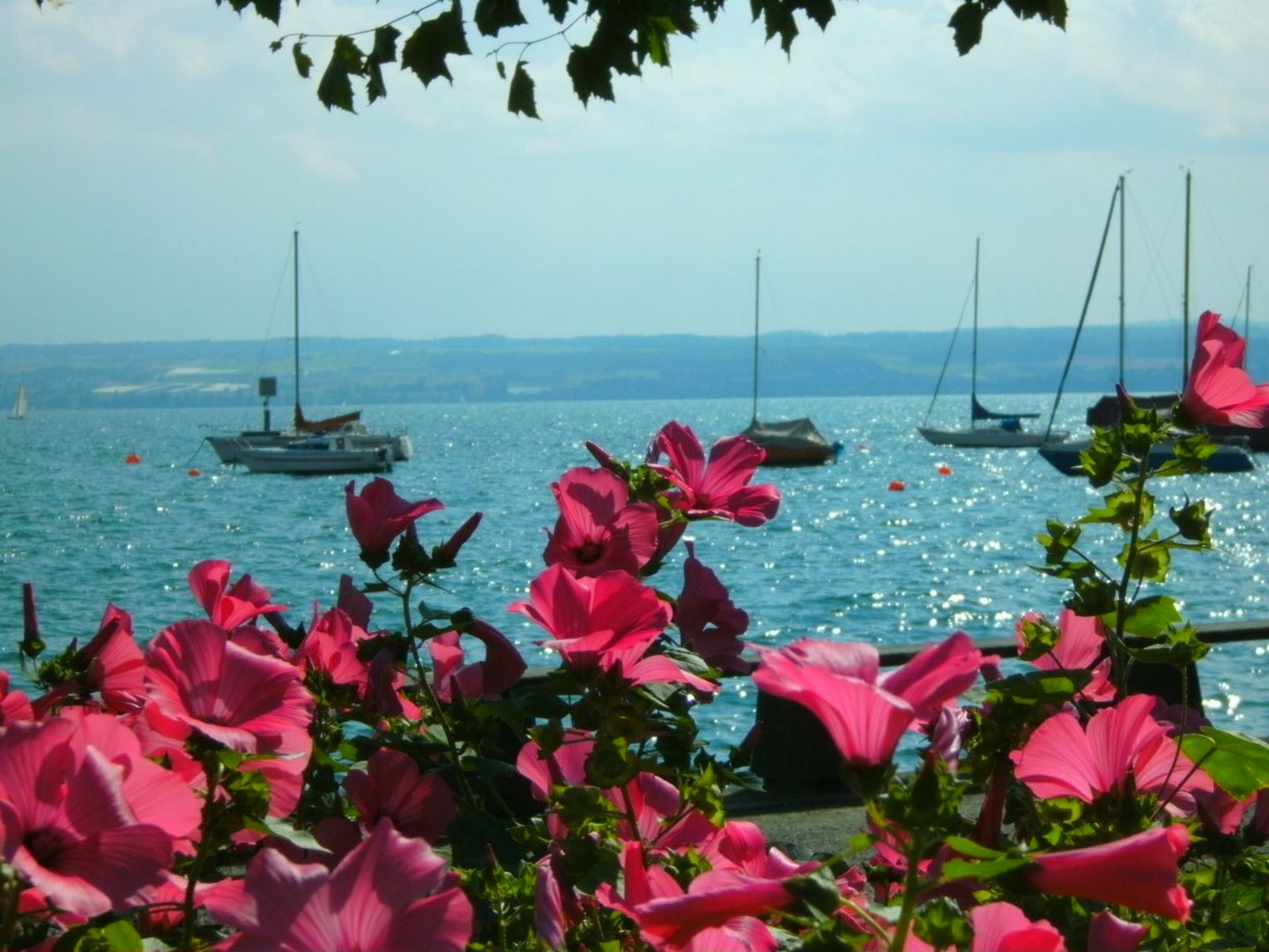 Sommer am Bodensee