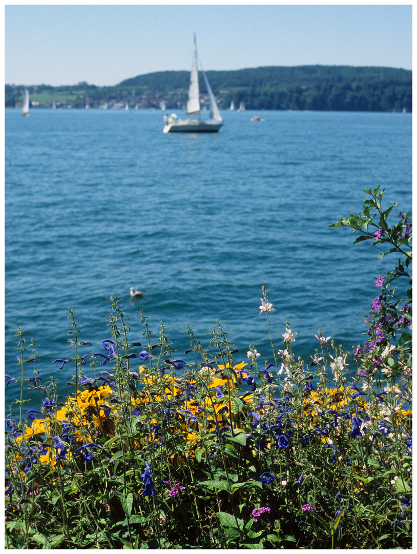 Sommer am Bodensee