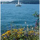 Sommer am Bodensee