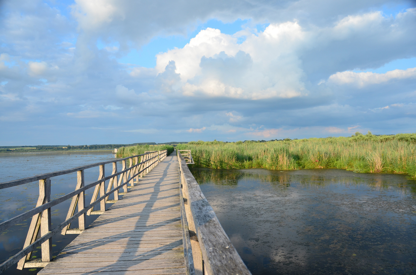 Sommer am Federsee