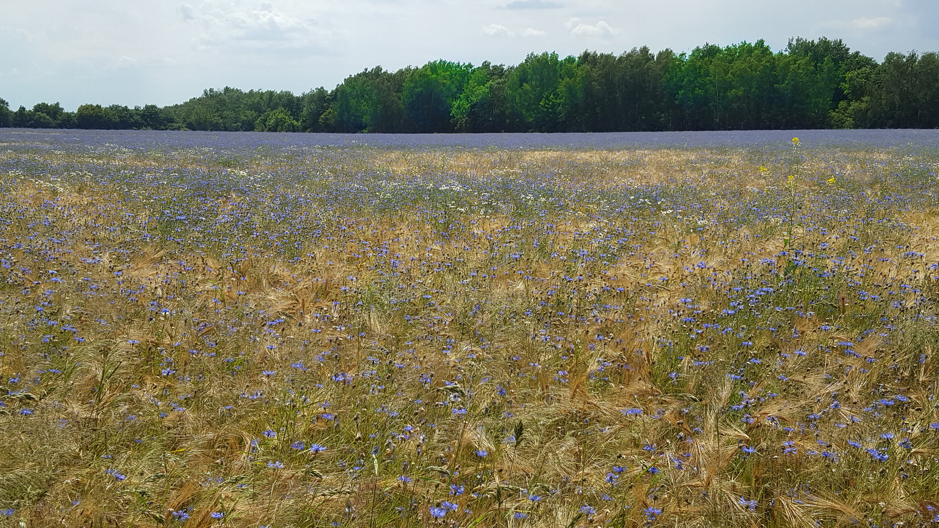 Sommer am Feld......