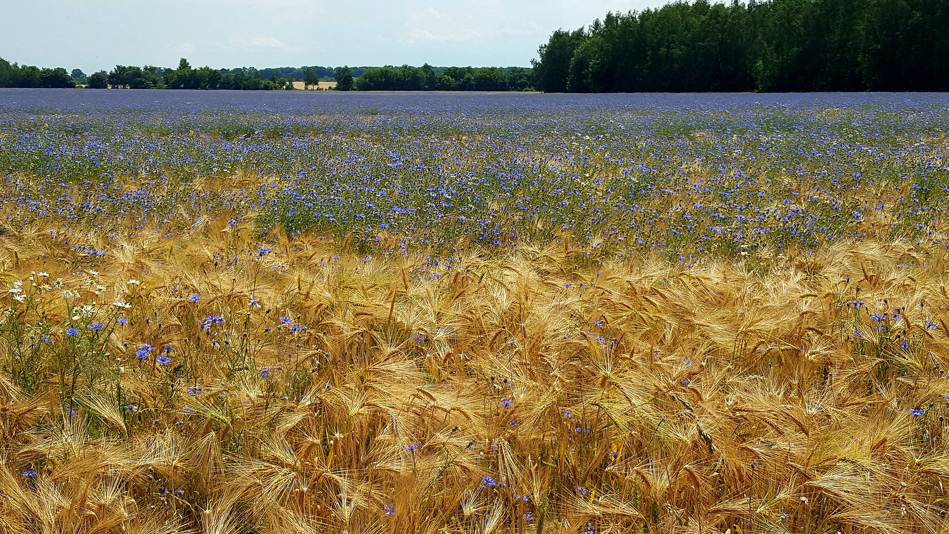 Sommer am Feld.......