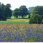 Sommer am Feld