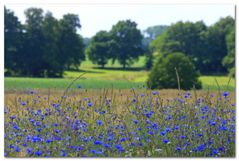 Sommer am Feld