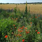 Sommer am Feld......