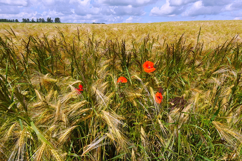 Sommer am Feldrain...