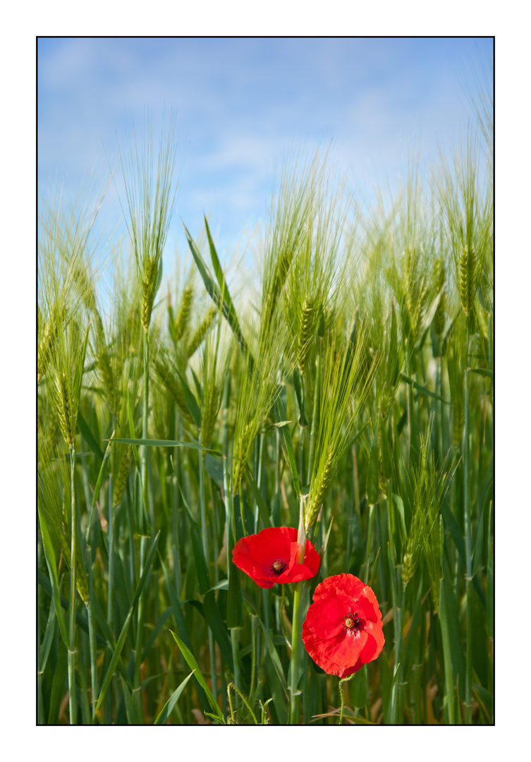 Sommer am Feldrand