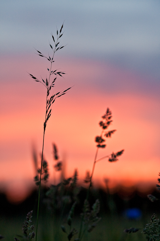 Sommer am Feldweg entlang -II-