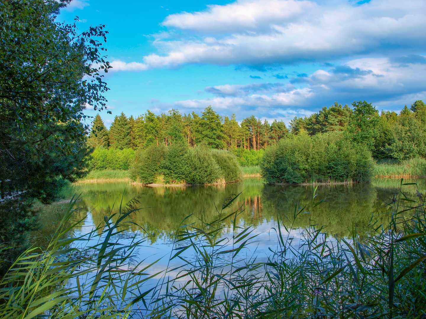 Sommer am Fischteich