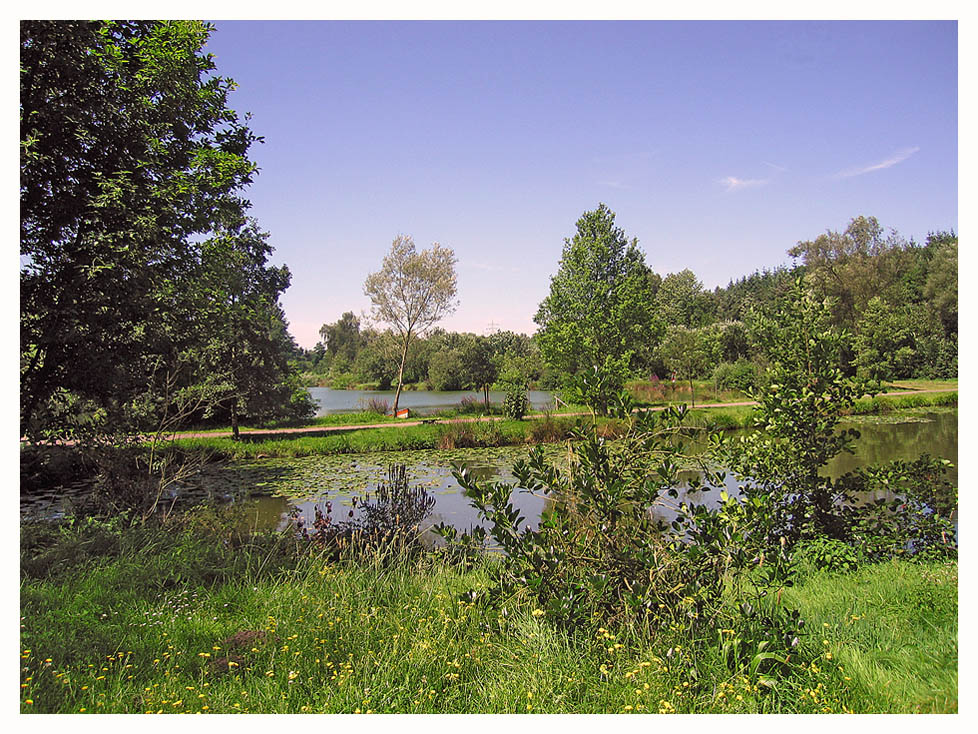 Sommer am Fischweiher