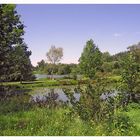 Sommer am Fischweiher