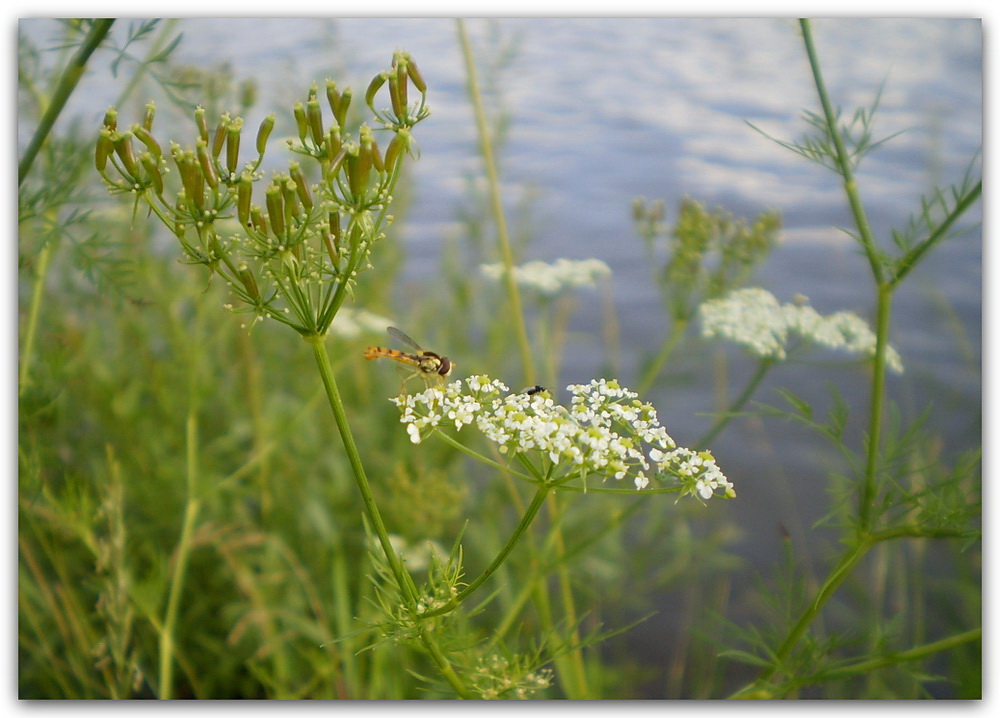 Sommer am Fluss