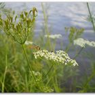 Sommer am Fluss