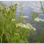 Sommer am Fluss