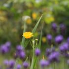 Sommer am Gartenteich