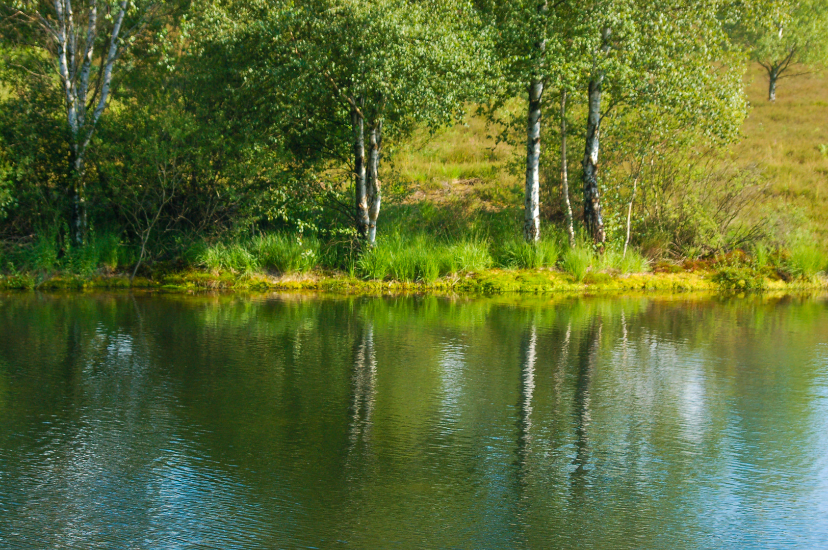 Sommer am Heideteich