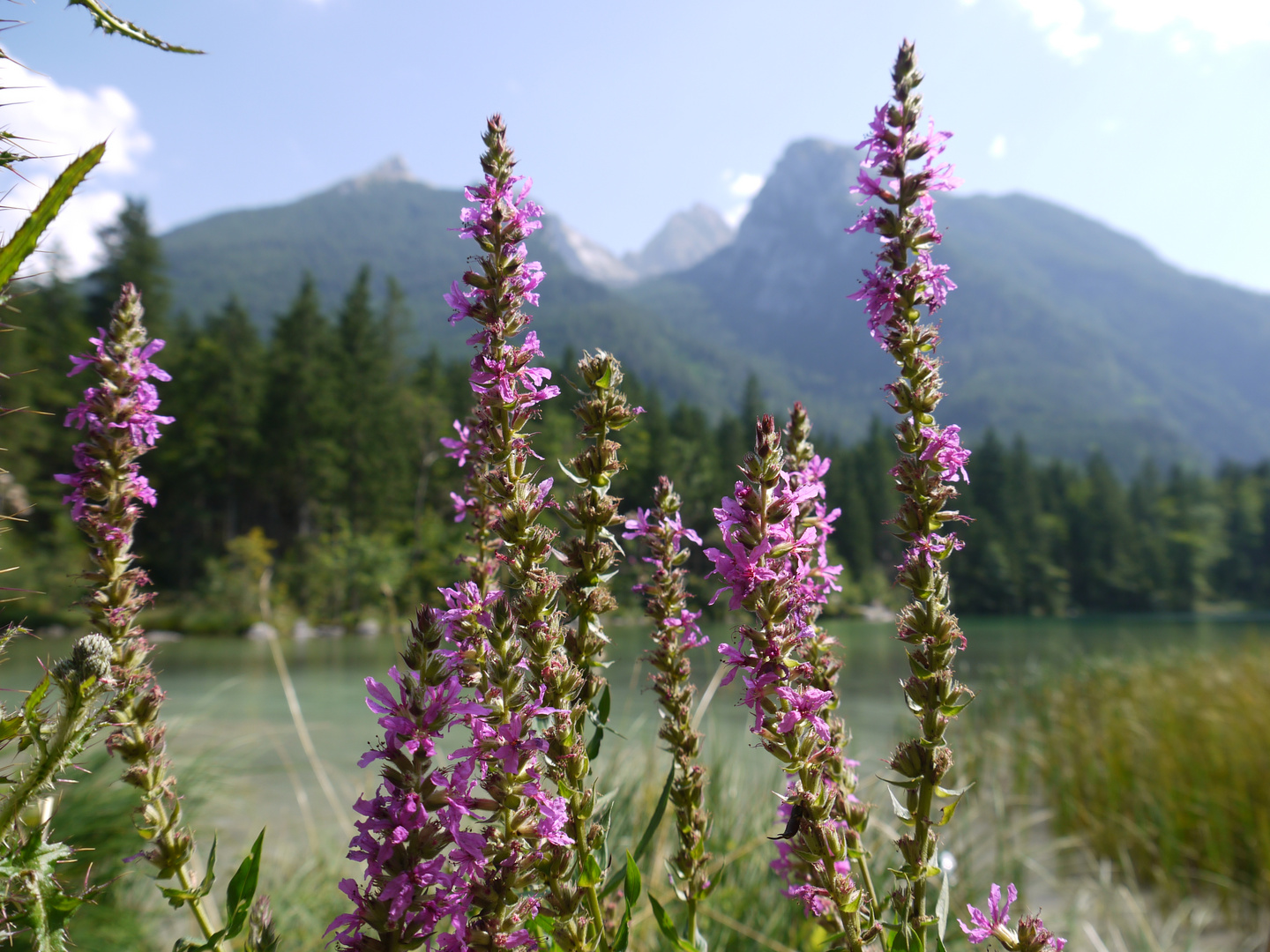 Sommer am Hintersee