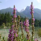 Sommer am Hintersee