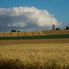 Sommer am Hohen Berg bei Ristedt