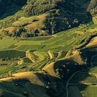 Sommer am Kaiserstuhl 